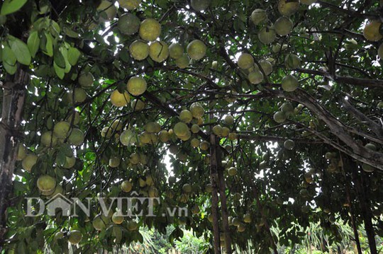 Choáng với các cụ cây hốt bạc nhiều đến khó tin - Ảnh 2.