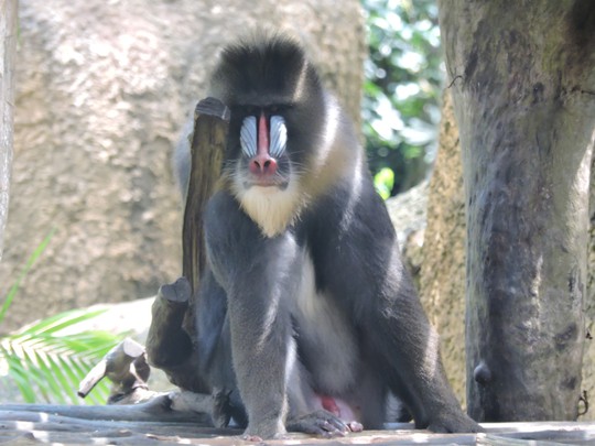 Clip: Những khoảnh khắc cưng muốn xỉu ở vườn thú Safari Phú Quốc - Ảnh 22.