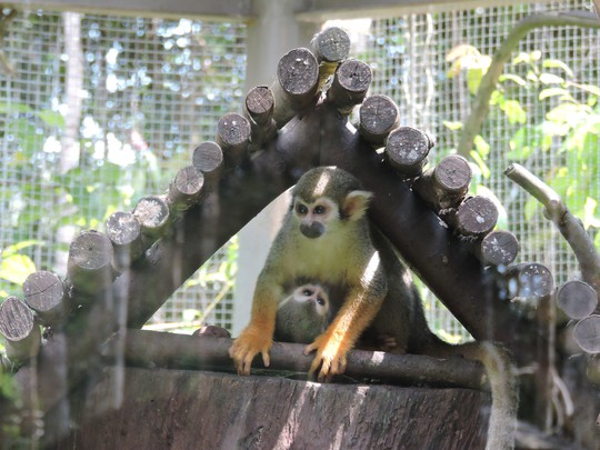Clip: Những khoảnh khắc cưng muốn xỉu ở vườn thú Safari Phú Quốc - Ảnh 16.