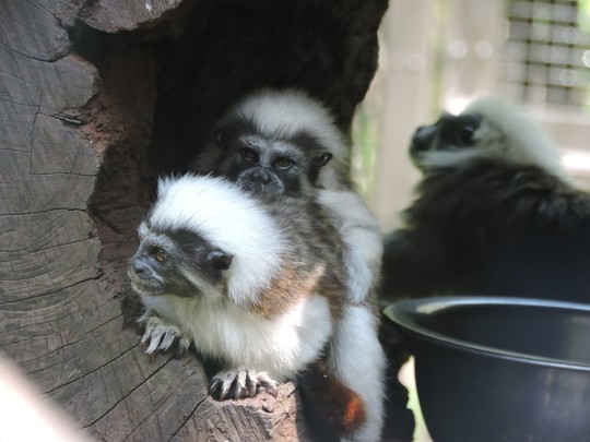 Clip: Những khoảnh khắc cưng muốn xỉu ở vườn thú Safari Phú Quốc - Ảnh 23.