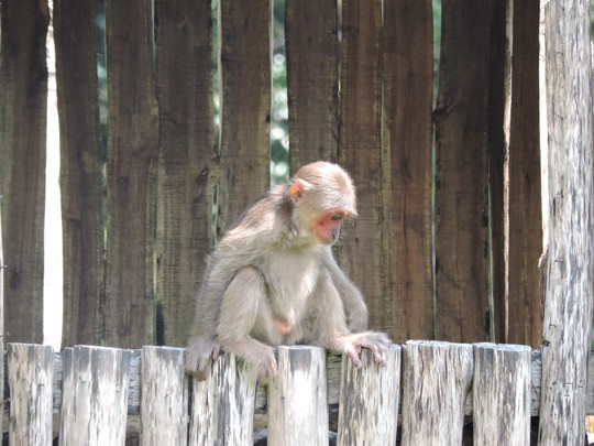 Clip: Những khoảnh khắc cưng muốn xỉu ở vườn thú Safari Phú Quốc - Ảnh 27.
