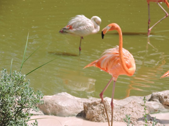 Clip: Những khoảnh khắc cưng muốn xỉu ở vườn thú Safari Phú Quốc - Ảnh 35.