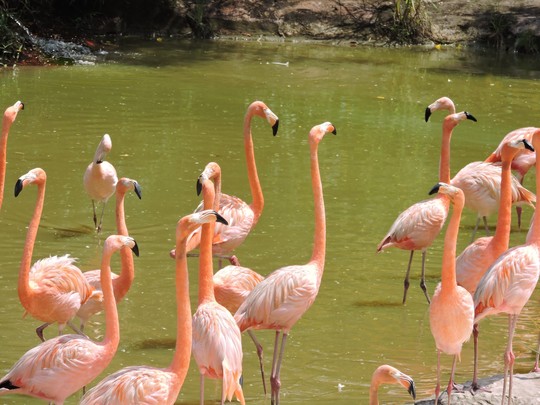 Clip: Những khoảnh khắc cưng muốn xỉu ở vườn thú Safari Phú Quốc - Ảnh 36.
