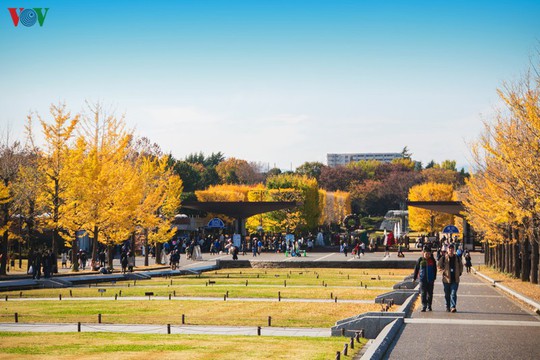 Đến Tokyo dạo dưới tán ngân hạnh nhuộm vàng mùa thu - Ảnh 2.