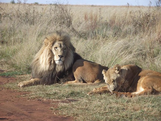 Đàn sư tử bị giết hại tàn ác để làm ma thuật ở Nam Phi - Ảnh 2.