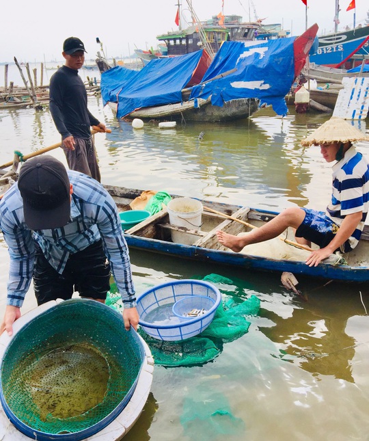 Hàng đàn cá nâu, cá hồng bé đang bơi đầy cửa biển Thuận An - Ảnh 8.