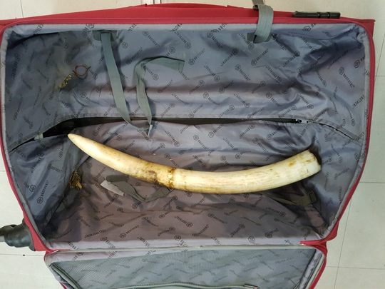 Hơn 24 kg nghi ngà voi, trầm hương từ Thái Lan bị vịn ở sân bay - Ảnh 1.