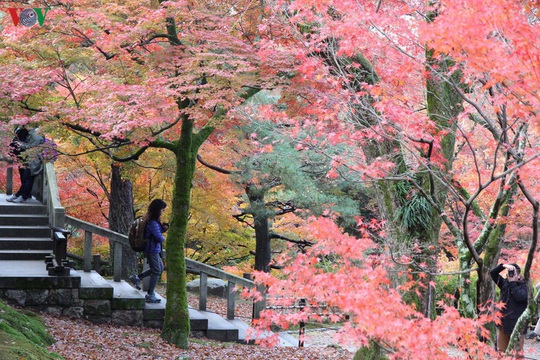 Tới ngôi chùa ngắm lá đỏ đẹp nhất Kyoto - Ảnh 11.