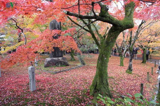 Tới ngôi chùa ngắm lá đỏ đẹp nhất Kyoto - Ảnh 5.