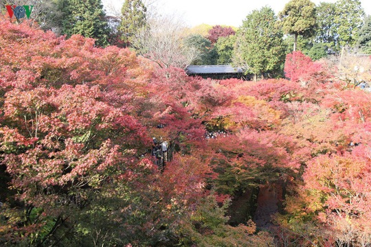 Tới ngôi chùa ngắm lá đỏ đẹp nhất Kyoto - Ảnh 7.