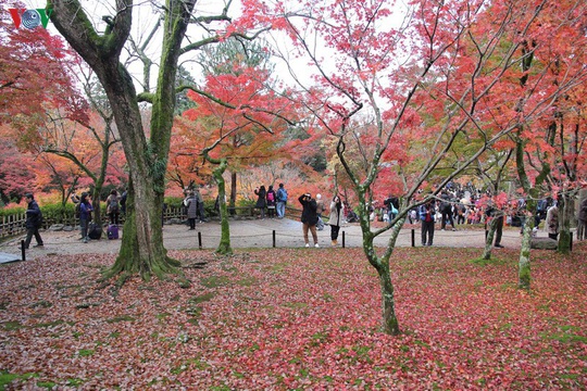 Tới ngôi chùa ngắm lá đỏ đẹp nhất Kyoto - Ảnh 10.