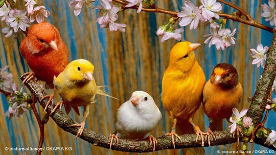 Từ hoàng yến bi thương, đại bàng sát thủ đến cá heo cảm tử - Ảnh 3.