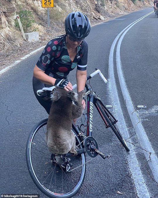Gấu koala tuyệt vọng chặn người đi xe đạp xin nước uống - Ảnh 2.