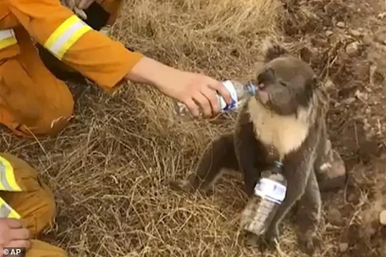 Gấu koala tuyệt vọng chặn người đi xe đạp xin nước uống - Ảnh 3.