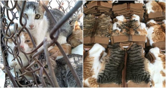 Số phận bi thảm của những con mèo bị luộc sống ở Trung Quốc - Ảnh 1.