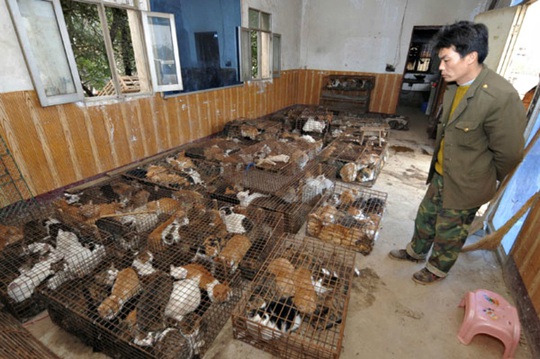 Số phận bi thảm của những con mèo bị luộc sống ở Trung Quốc - Ảnh 2.