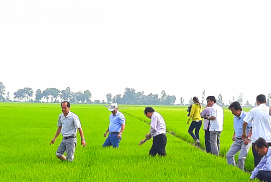 Đầu năm, lãnh đạo tỉnh An Giang lội ruộng thăm đồng cùng nông dân - Ảnh 1.