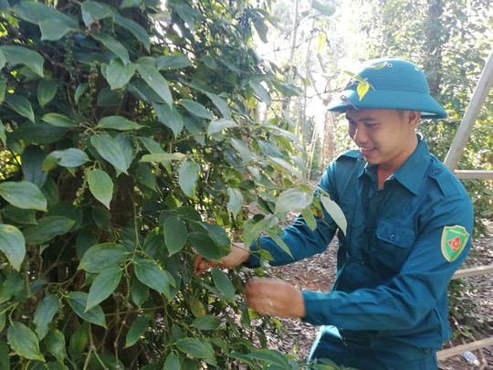 Giá tiêu xuống thấp, bộ đội, công an giúp dân thu hoạch  - Ảnh 4.