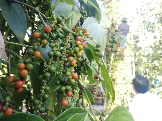 Giá tiêu xuống thấp, bộ đội, công an giúp dân thu hoạch  - Ảnh 1.