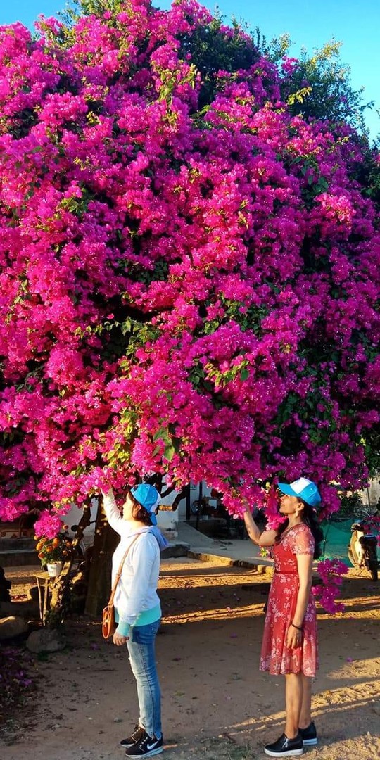 Phát sốt với cây hoa giấy khổng lồ hút khách du lịch ở Lý Sơn - Ảnh 6.
