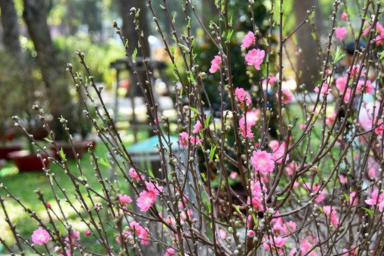 Ngược dòng mang xuân về TP HCM - Ảnh 13.
