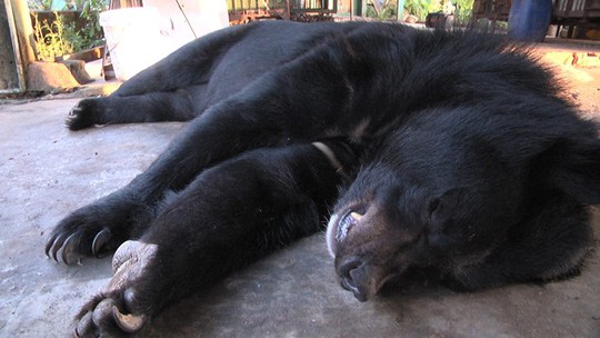 4 con gấu giao hộ cá thể nuôi chết bất thường trong vòng 1 tuần - Ảnh 1.