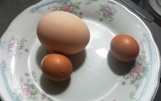 Kỳ lạ gà trống đẻ trứng ngày cận Tết - Ảnh 1.