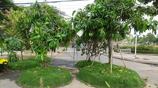 Lục bình, sen lên đường hoa Xuân ở thủ phủ đất Sen hồng Đồng Tháp - Ảnh 16.