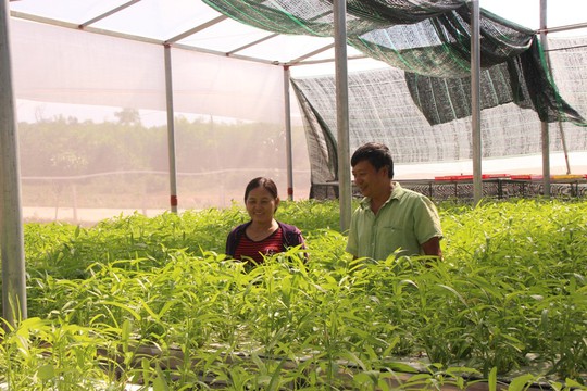 Đầu năm, thăm trang trại rau sạch ở “đảo ngọc” Phú Quốc  - Ảnh 2.