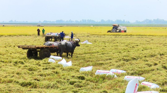 Trâu kéo lúa ở miền Tây giữ lại nét văn hóa nông nghiệp Nam bộ - Ảnh 4.