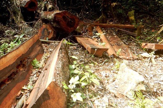 Thêm một khu rừng gỗ quý bị lâm tặc đốn hạ ở Quảng Bình - Ảnh 1.