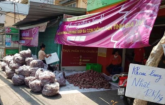 TP HCM lập chiến dịch giải cứu khoai lang giúp nông dân Gia Lai - Ảnh 1.