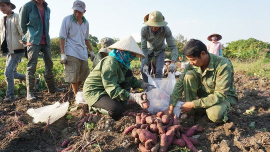 TP HCM lập chiến dịch giải cứu khoai lang giúp nông dân Gia Lai - Ảnh 4.