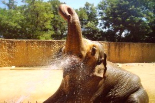 Con voi buồn nhất thế giới qua đời sau 43 năm bị nhốt - Ảnh 3.