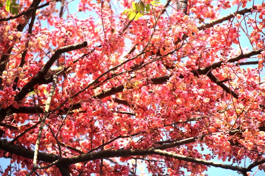 Hoa ô môi nhuộm hồng Cát Tiên đẹp đến nao lòng - Ảnh 1.