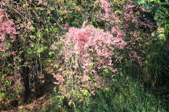 Hoa ô môi nhuộm hồng Cát Tiên đẹp đến nao lòng - Ảnh 4.