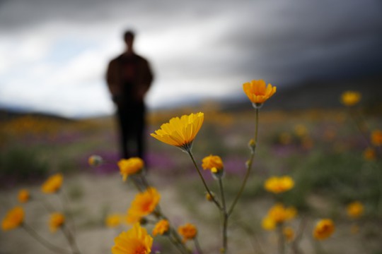 Đợt &#34;siêu nở hoa&#34; vô cùng bất thường trên sa mạc California - 1
