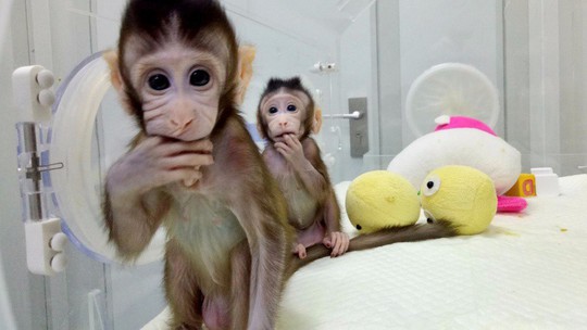 Trung Quốc gây sốc với thí nghiệm nhân cách hóa loài khỉ - Ảnh 1.
