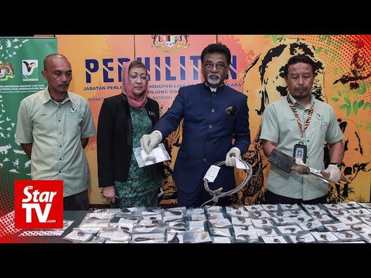 Malaysia bắt 2 người Việt nghi săn trộm hổ - Ảnh 2.