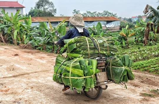 Lá chuối thay nilon, người dân kiếm bạc triệu từ nghề chặt lá chuối - Ảnh 10.