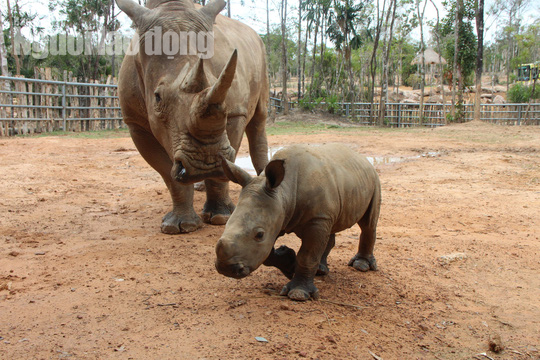 Ngắm tê giác con được sinh ra ở Safari Phú Quốc - Ảnh 4.