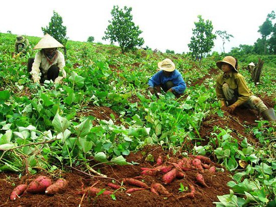 Bí thư chi bộ thôn đánh phụ nữ tại ruộng chỉ vì… chiếc búa - Ảnh 1.