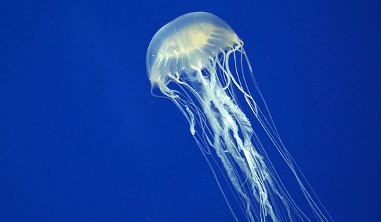 Sinh vật biển độc địa nhất thế giới không còn đáng sợ - Ảnh 1.