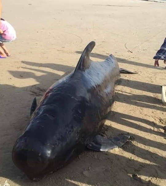 Cá voi dài 4 m, nặng gần 1 tấn chết dạt vào bờ biển khu vực sân golf - Ảnh 1.