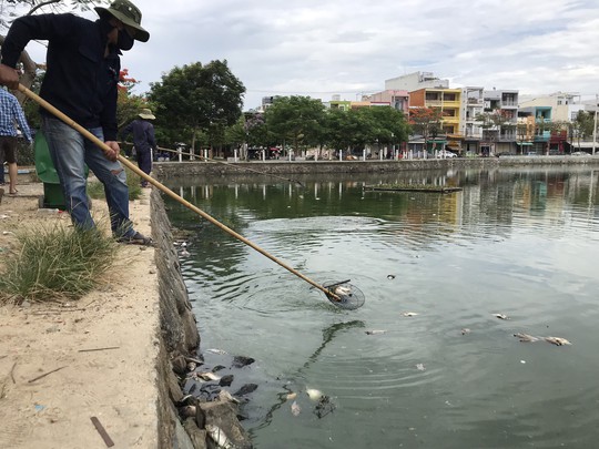 Đà Nẵng: Hơn 5 tấn cá chết trắng tại 2 hồ Thạc Gián và Vĩnh Trung - Ảnh 1.