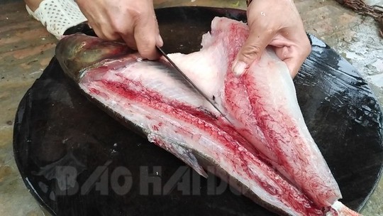 Chết thèm với tuyệt chiêu làm gỏi cá mè Cẩm Hoàng - Ảnh 1. Chết thèm với tuyệt chiêu làm gỏi cá mè Cẩm Hoàng - Ảnh 1.