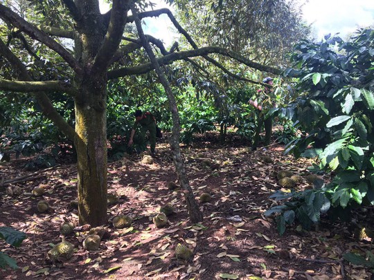 Xót xa nhìn vườn sầu riêng hàng trăm triệu đồng rụng trái, nghi bị đầu độc - Ảnh 1.