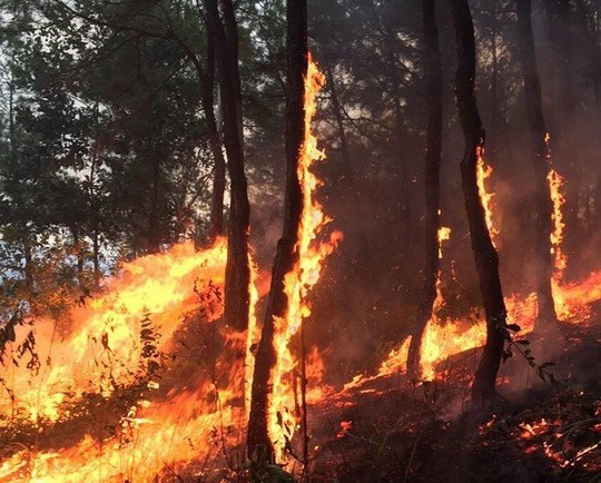 Người phụ nữ bị lửa thiêu khi chữa cháy rừng kinh hoàng ở Hà Tĩnh và Nghệ An - Ảnh 1.