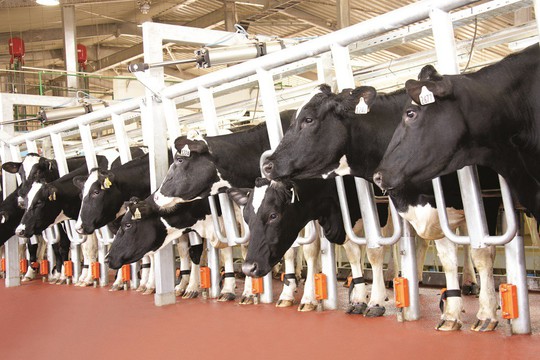 Tập đoàn TH: Doanh nghiệp tư nhân duy nhất được vinh danh tại Vinh quang Việt Nam 2019 - Ảnh 2. Tập đoàn TH: Doanh nghiệp tư nhân duy nhất được vinh danh tại Vinh quang Việt Nam 2019 - Ảnh 2.