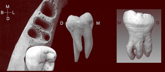 40% người châu Á mang dấu vết cuộc hôn phối khác loài - Ảnh 2.